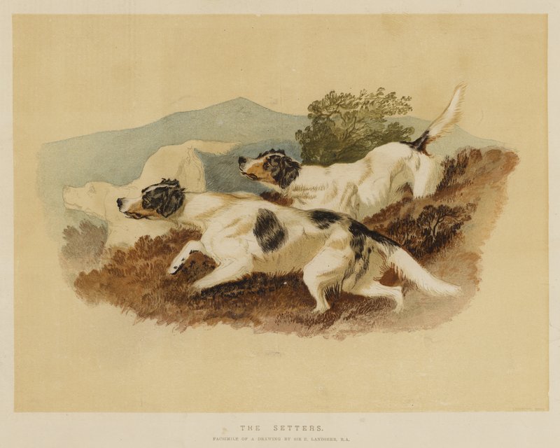 Die Setter von Edwin Landseer