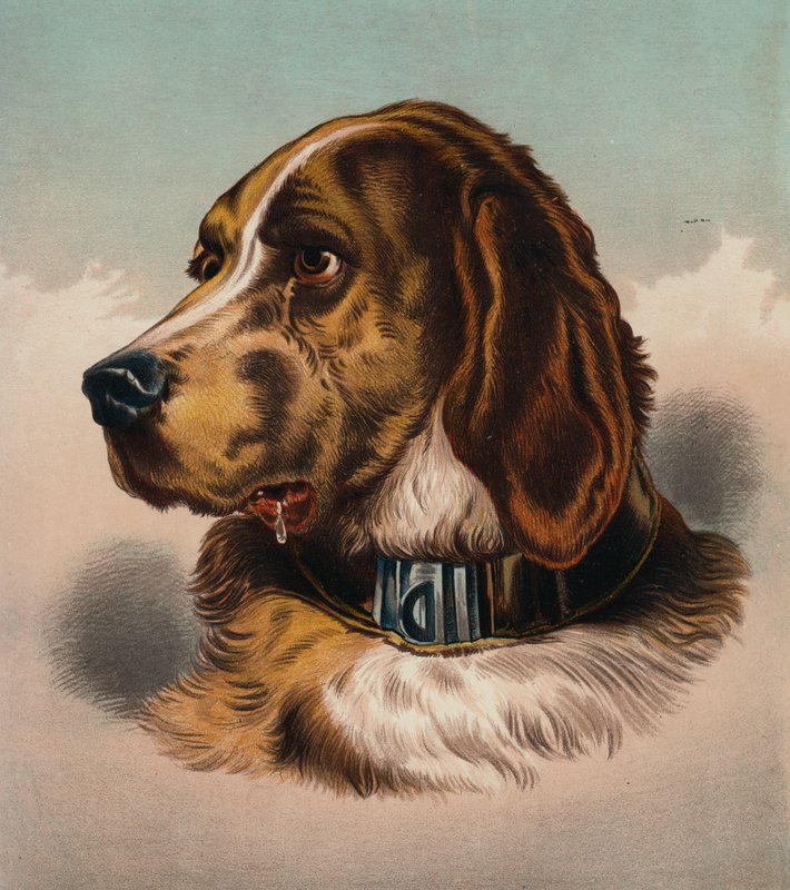 Der Bluthund (?) (Farblithografie) von Edwin (after) Landseer