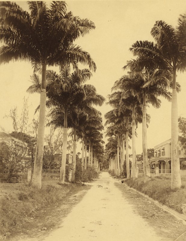 Bridgetown, Barbados, eine Palmenallee von English Photographer