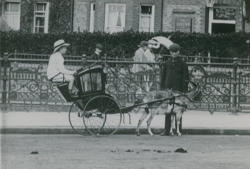 Ziegengezogener Transport von English Photographer