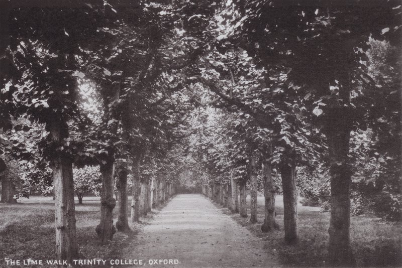 Der Lindenweg, Trinity College, Oxford von English Photographer