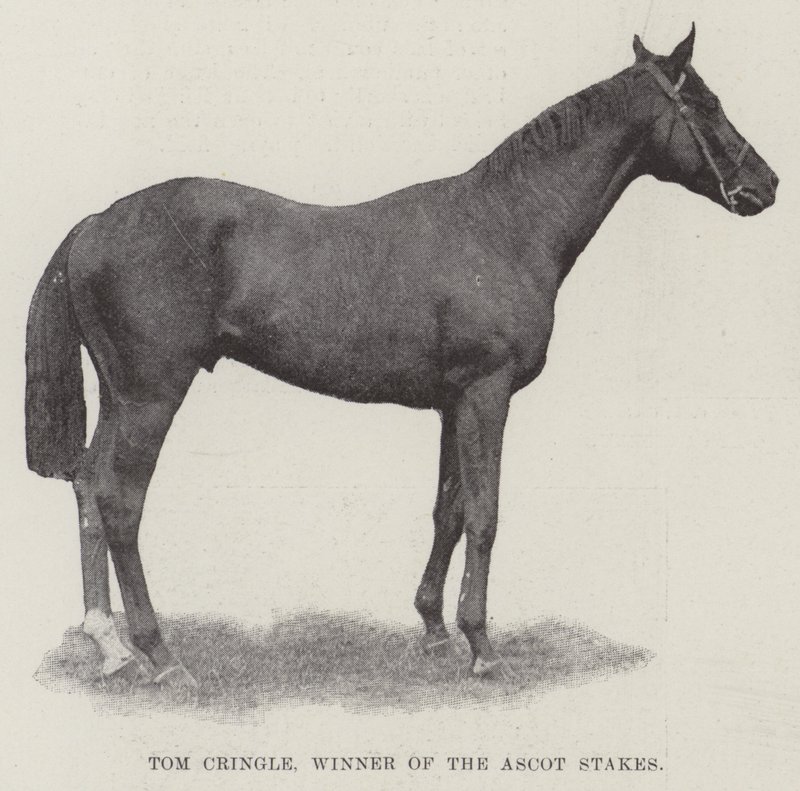 Tom Cringle, Gewinner der Ascot Stakes von English Photographer