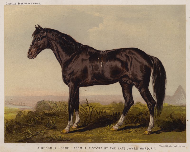 Ein Dongola-Pferd von English School