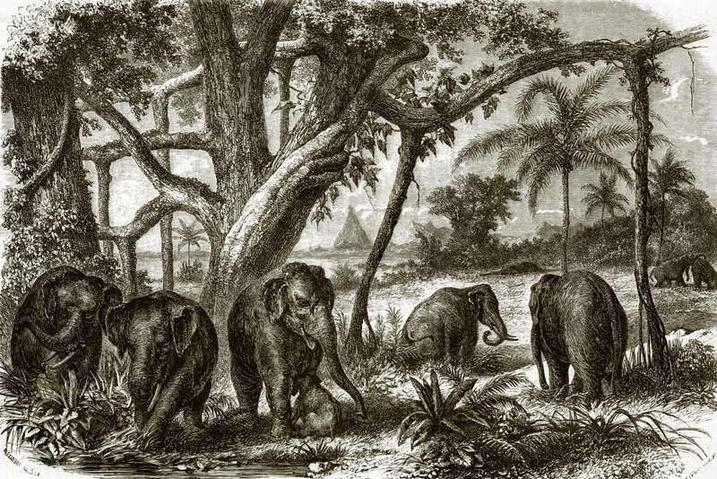 Ein Wald in Ceylon von English School