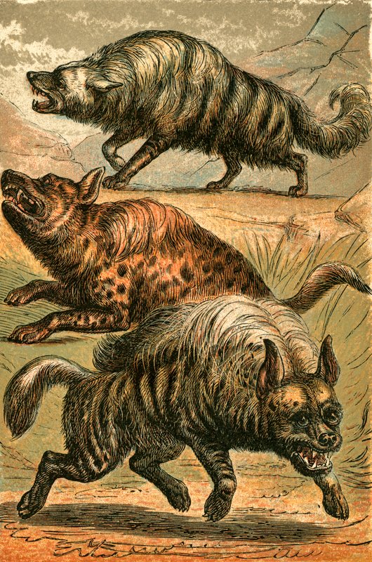 Erdwolf, Fleckenhyäne und Streifenhyäne von English School