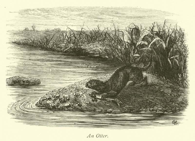 Ein Otter von English School