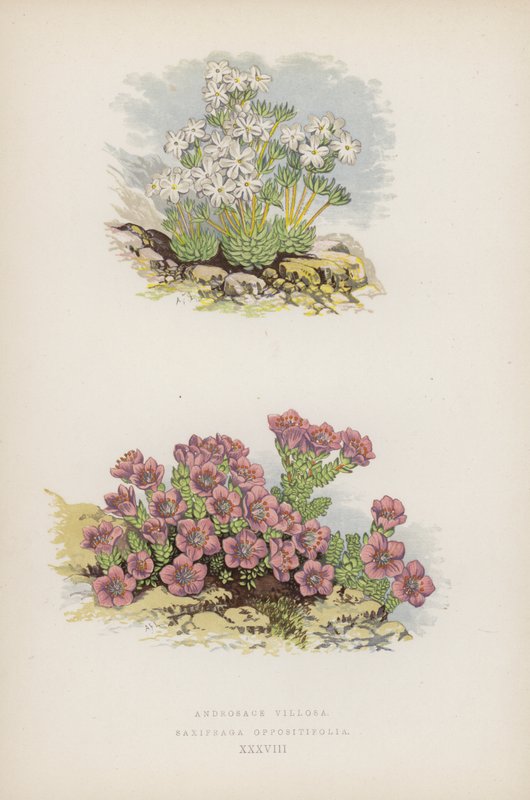 Flaumige Mannsschild; Gegenblättriger Steinbrech (Farblithografie) von English School