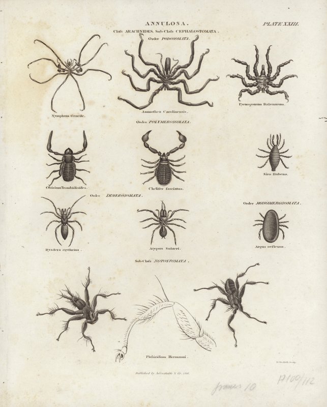Arachniden von English School