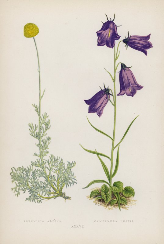 Artemisia Alpina; Campanula Hostii von English School