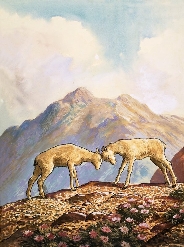 Barbarschaf von English School