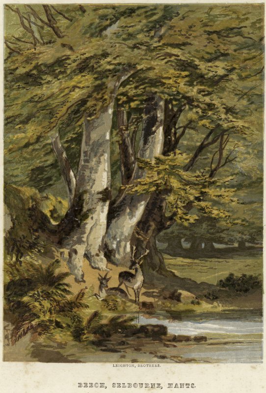 Buchen bei Selborne, Hampshire von English School