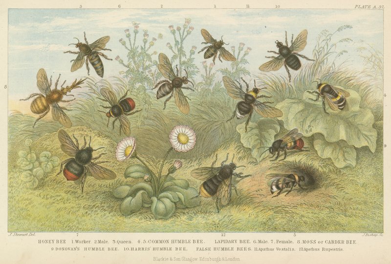 Bienen von English School
