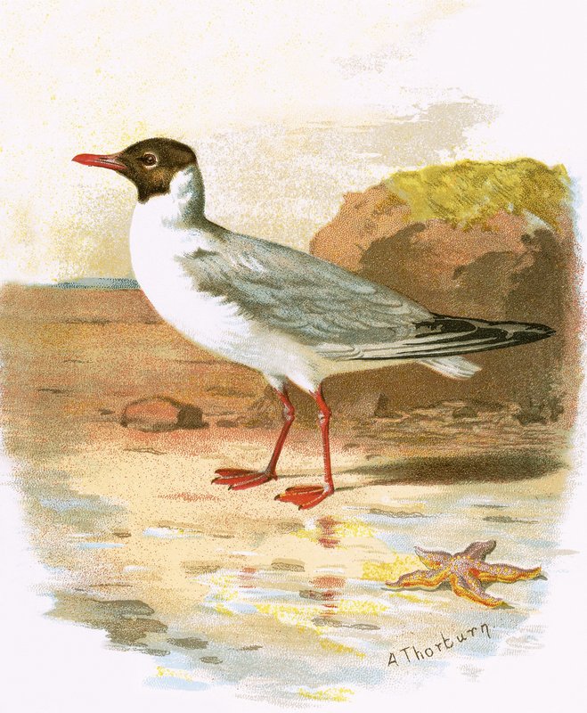 Lachmöwe von English School