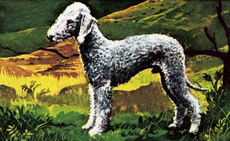 Blauer Bedlington von English School