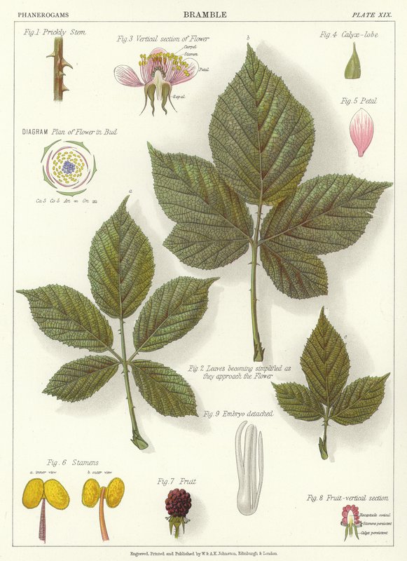 Brombeere von English School