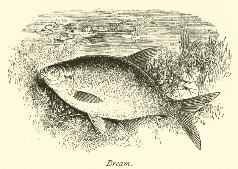 Brasse von English School