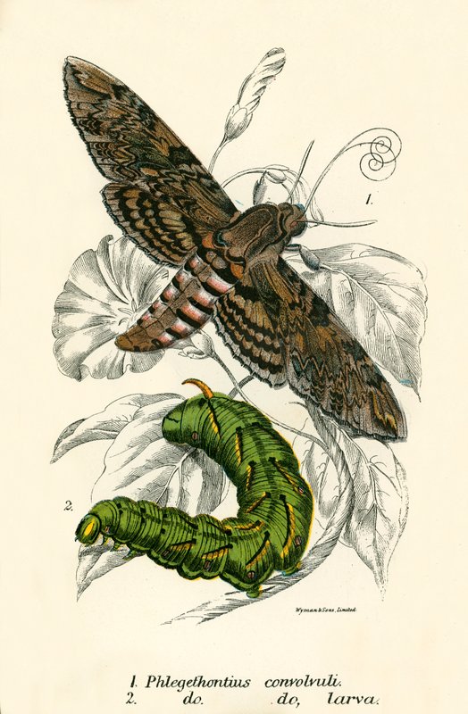 Schmetterlinge von English School