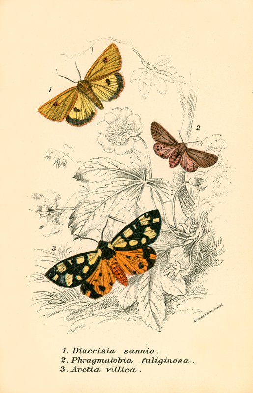 Schmetterlinge von English School