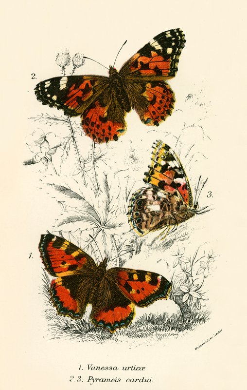 Schmetterlinge von English School