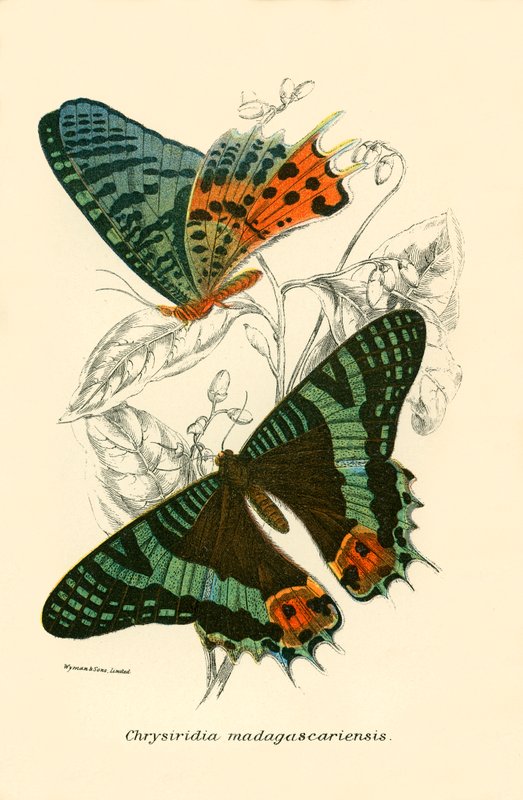 Schmetterlinge von English School