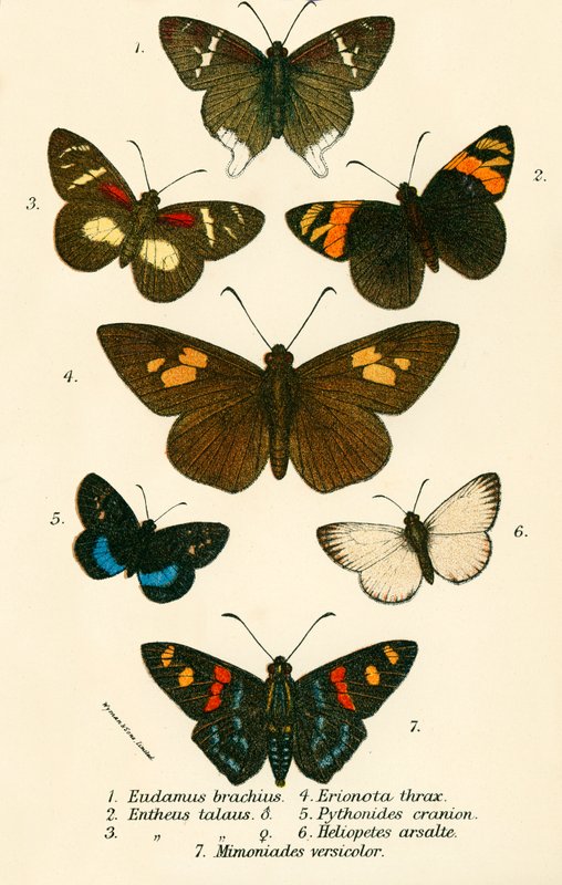 Schmetterlinge von English School