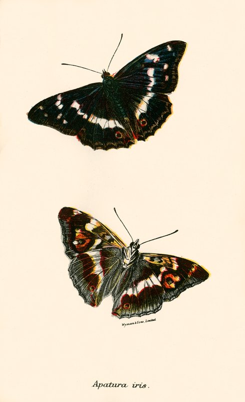 Schmetterlinge von English School