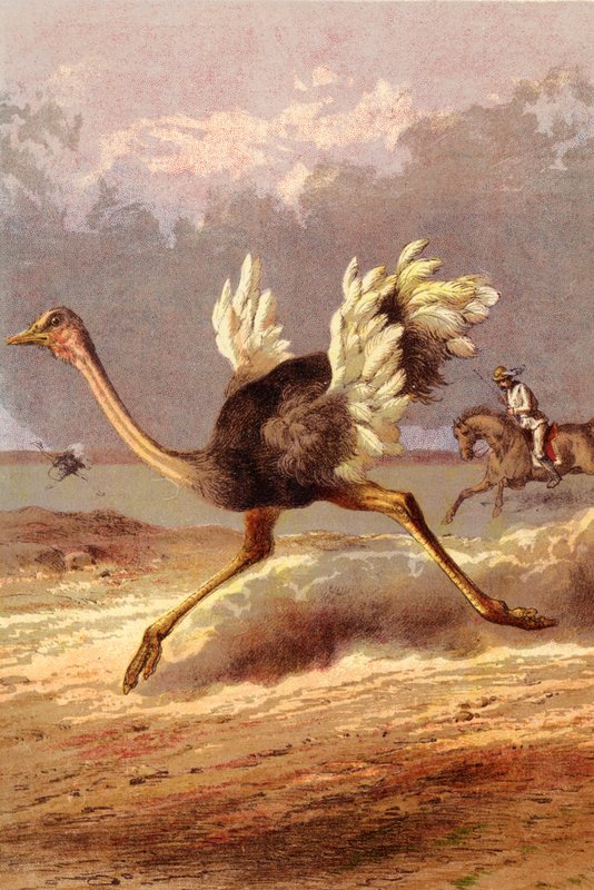 Die Jagd auf den Strauß von English School