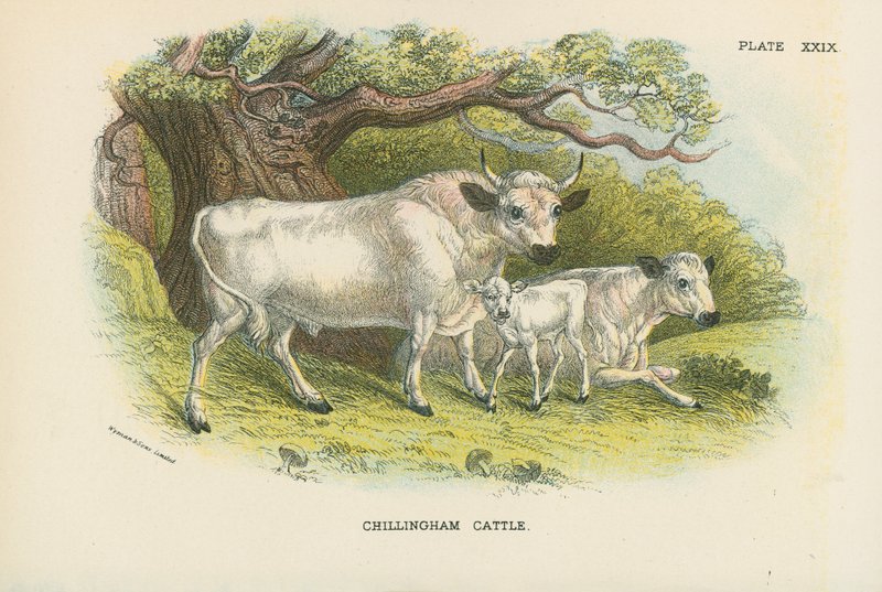 Chillingham-Rinder von English School
