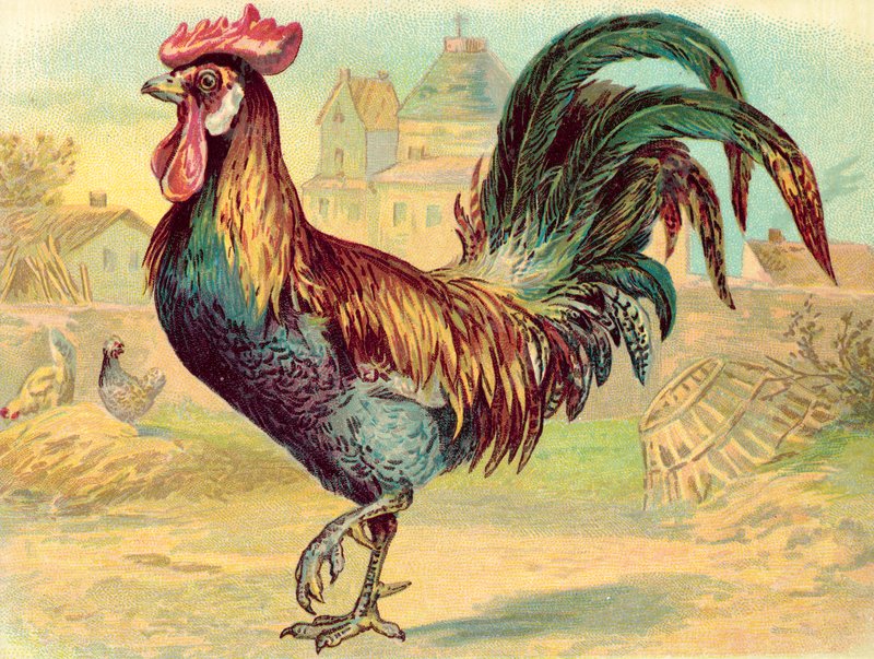Cockerell von English School