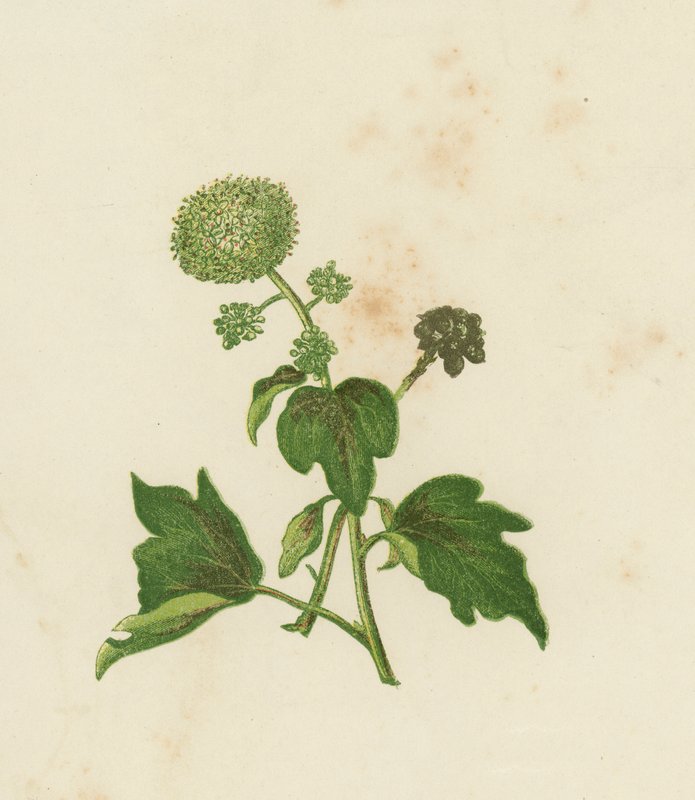 Gemeiner Efeu, Hedera Helix von English School