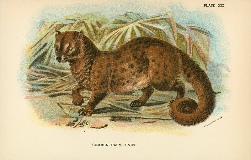 Gewöhnliche Palmenzibetkatze von English School