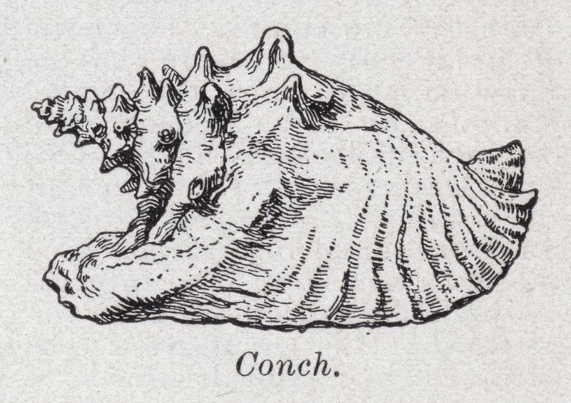 Muschel von English School