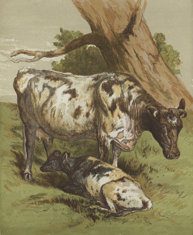 Kuh und Kalb von English School