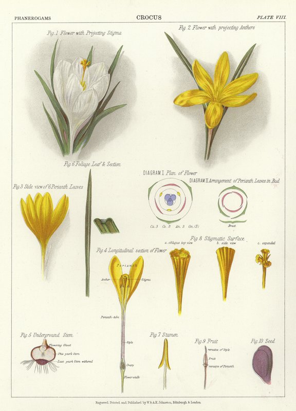 Krokus von English School
