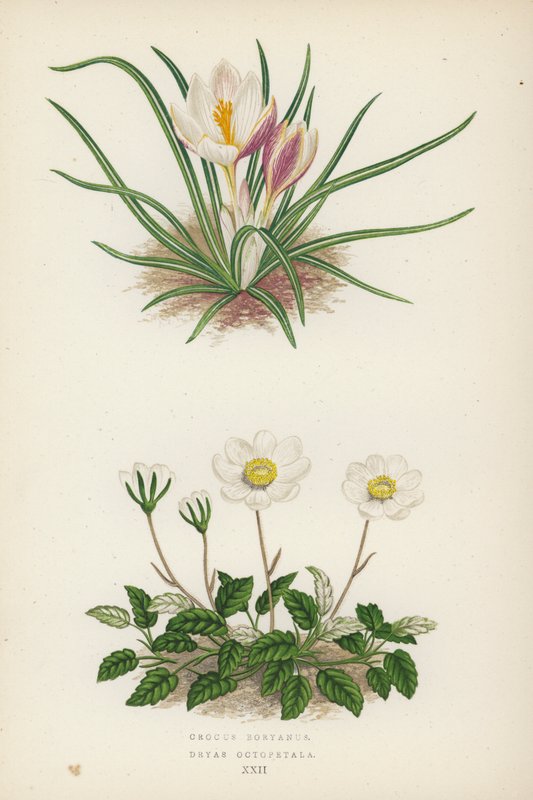 Crocus Boryanus; Dryas Octopetala von English School