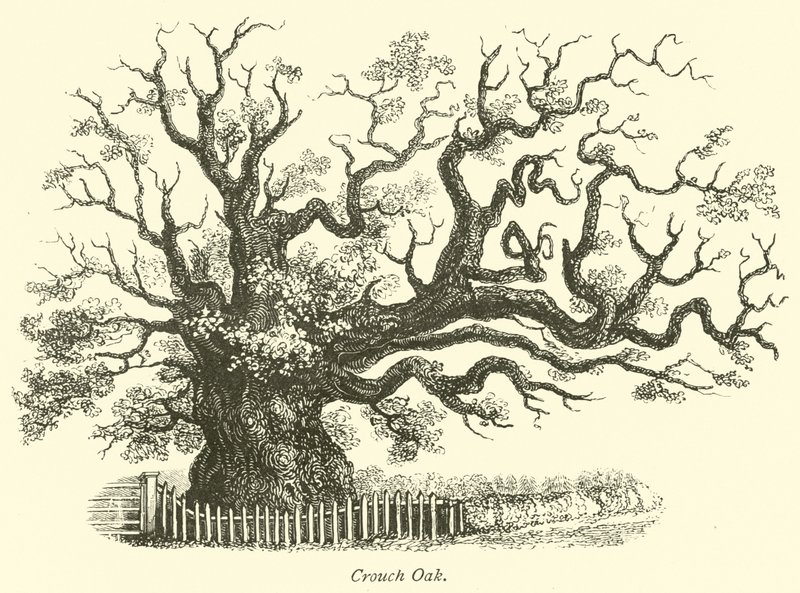 Crouch Oak von English School
