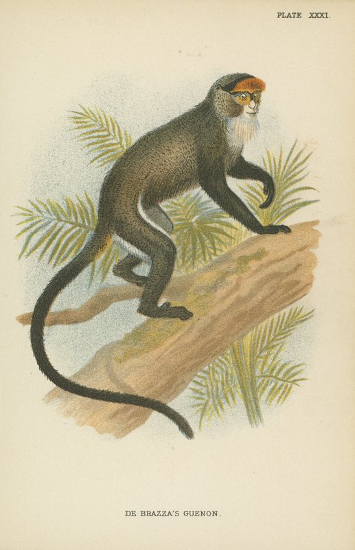 De Brazzas Meerkatze von English School