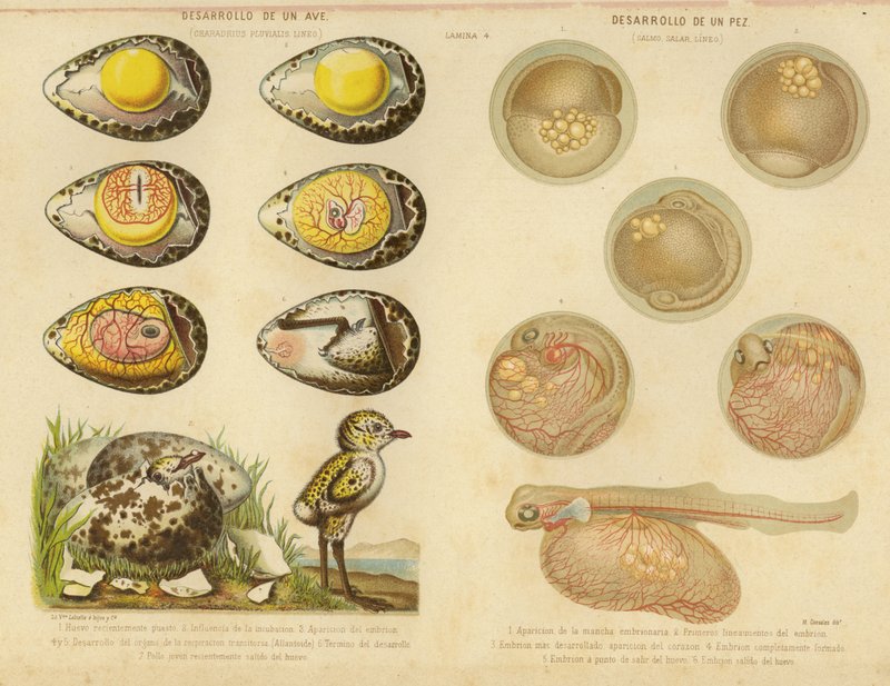 Entwicklung eines Vogels und eines Fisches von English School