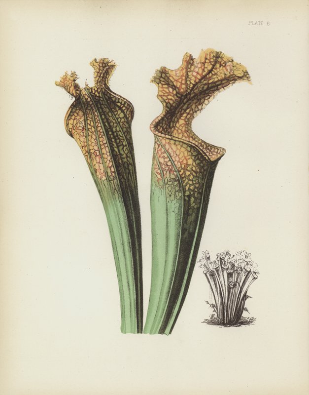 Drummonds Sattelflower, Sarracenia Drummondii von English School