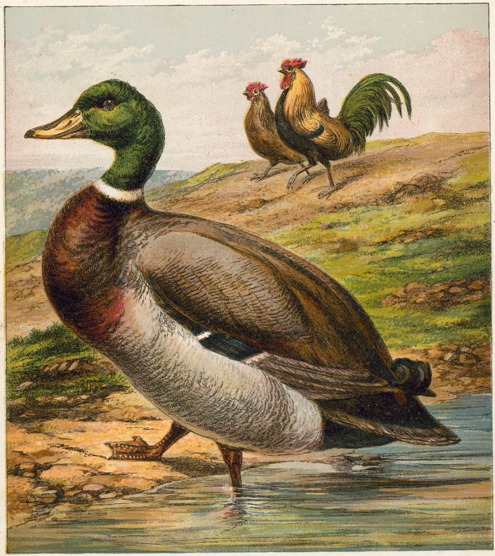 Ente von English School