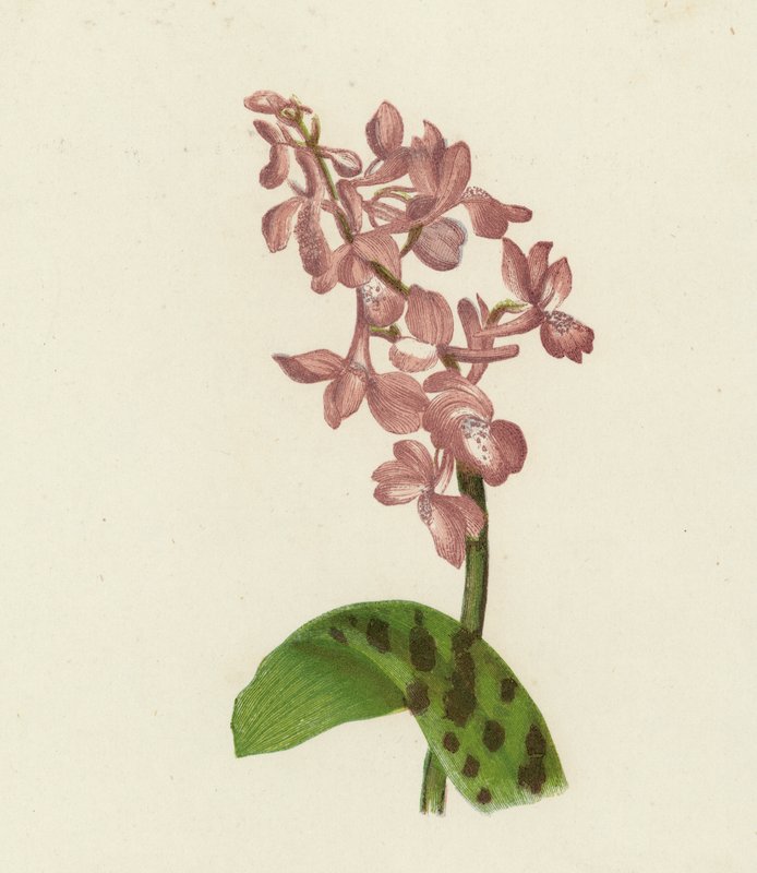 Frühe Purpur-Knabenkraut, Orchis Mascula von English School