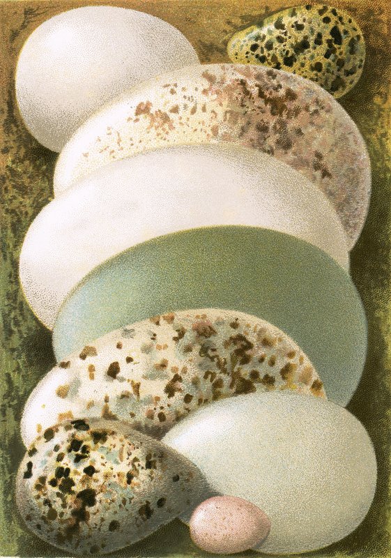 Eier von English School