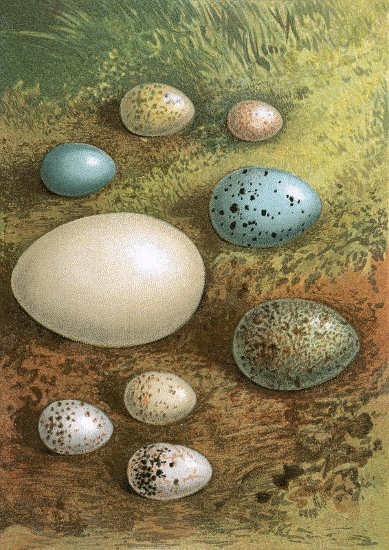 Eier von English School