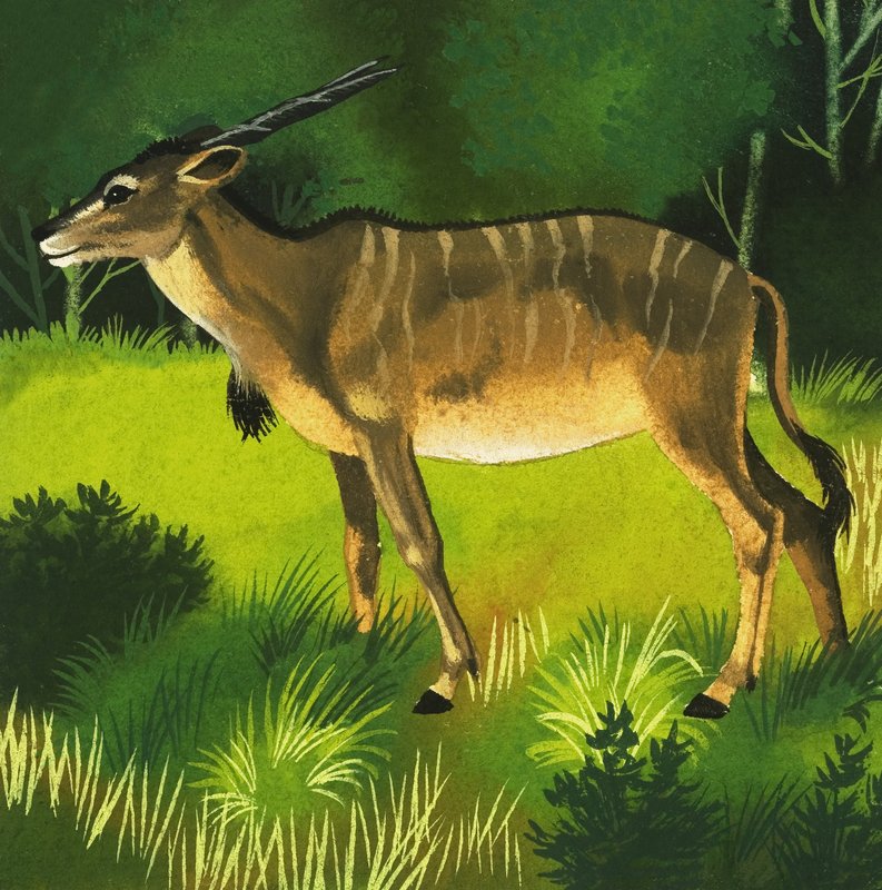 Eland-Antilope von English School