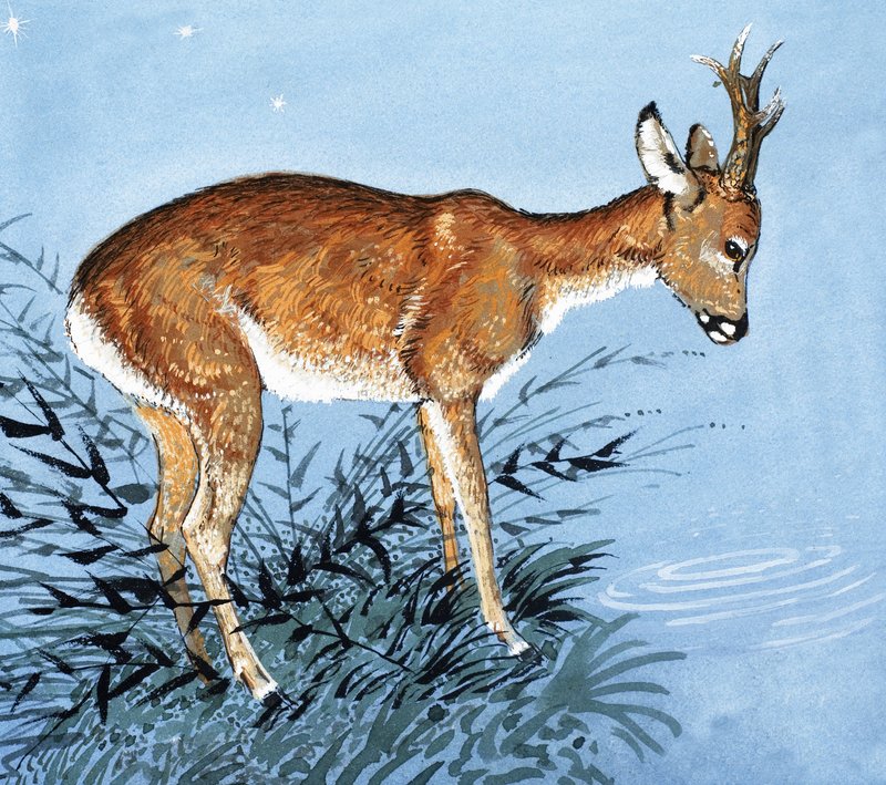 Damwild von English School