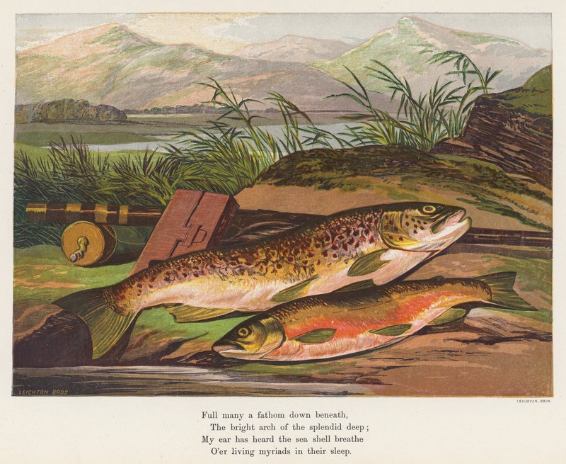 Fisch von English School