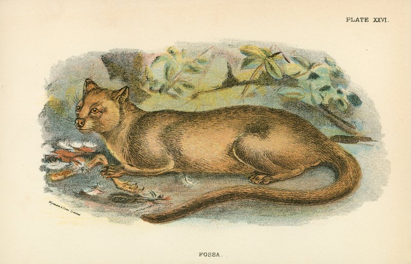 Fossa von English School