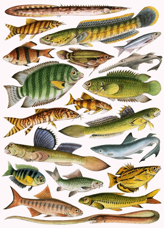 Süßwasserfische des Reiches - Indien von English School