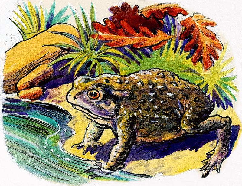 Frosch von English School