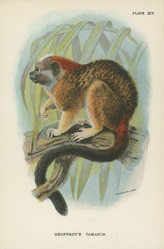 Geoffroys Tamarin von English School